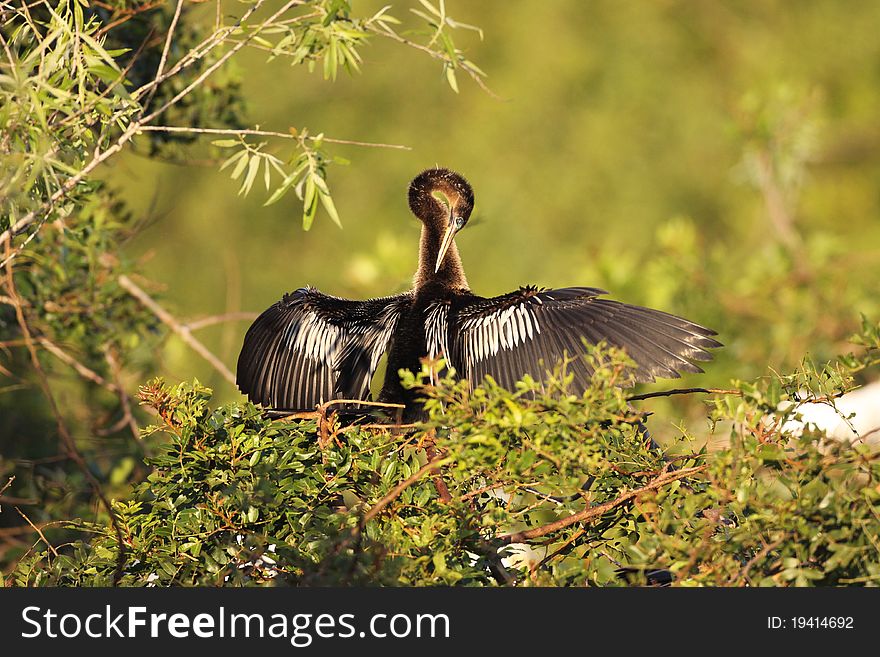 Anhinga Preening