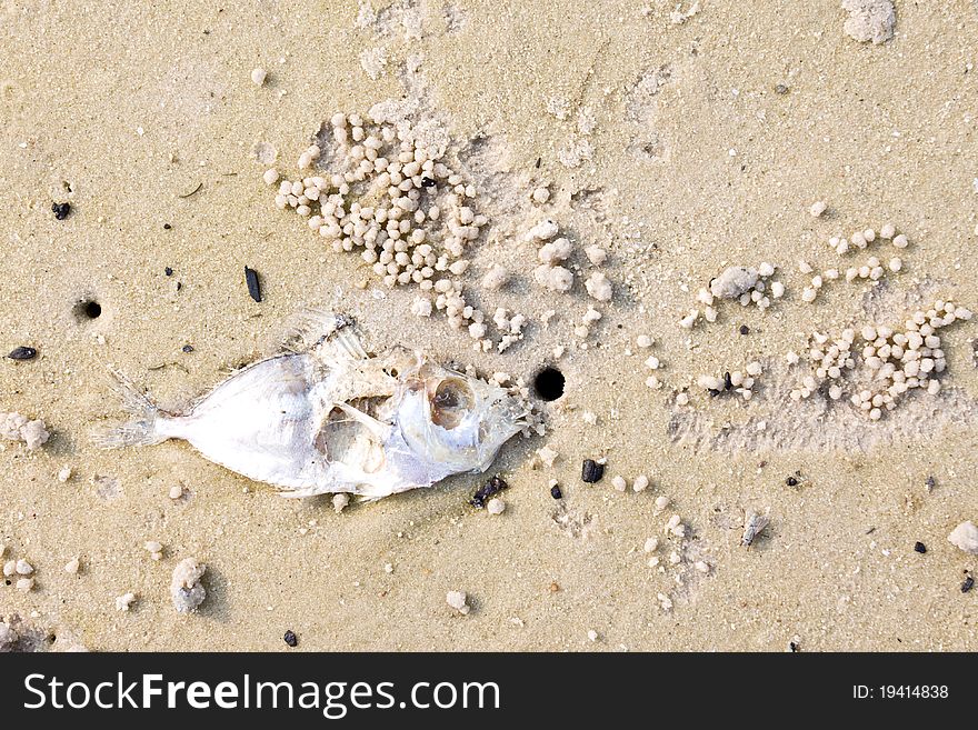 Small dead fish on the Hua Hin beach