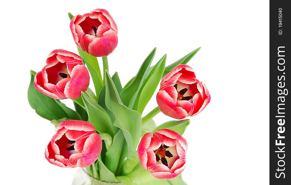 Beautiful pink fresh spring tulips isolated on white background. Beautiful pink fresh spring tulips isolated on white background