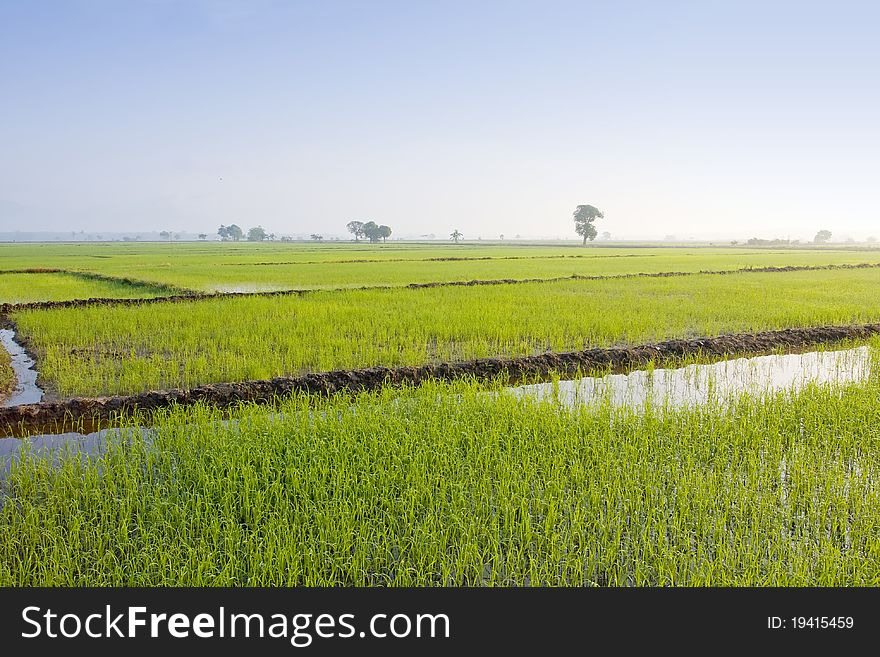 Early morning nature at paddy landscape