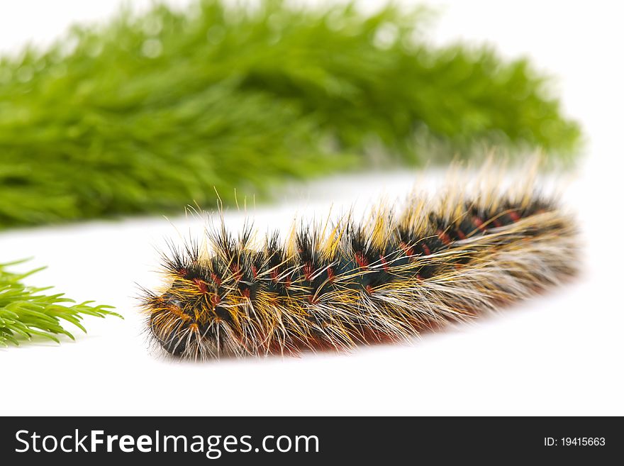 Macro of a hairy caterpillar on white. Macro of a hairy caterpillar on white