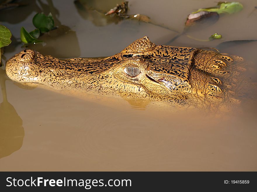 Crocodile Head In The Water