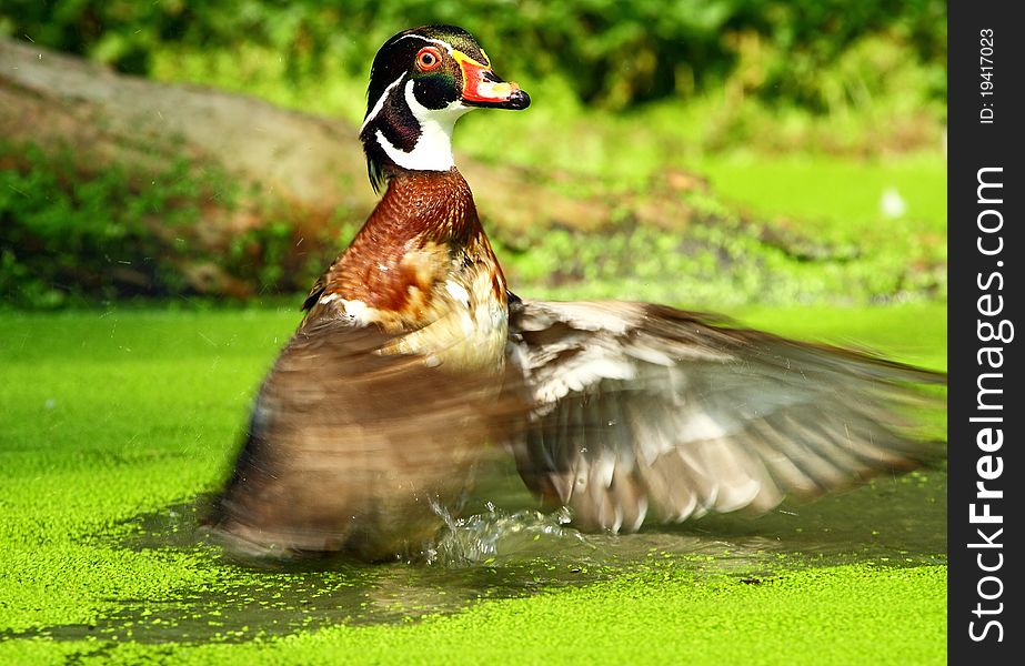 Action of American wood duck in water swamp