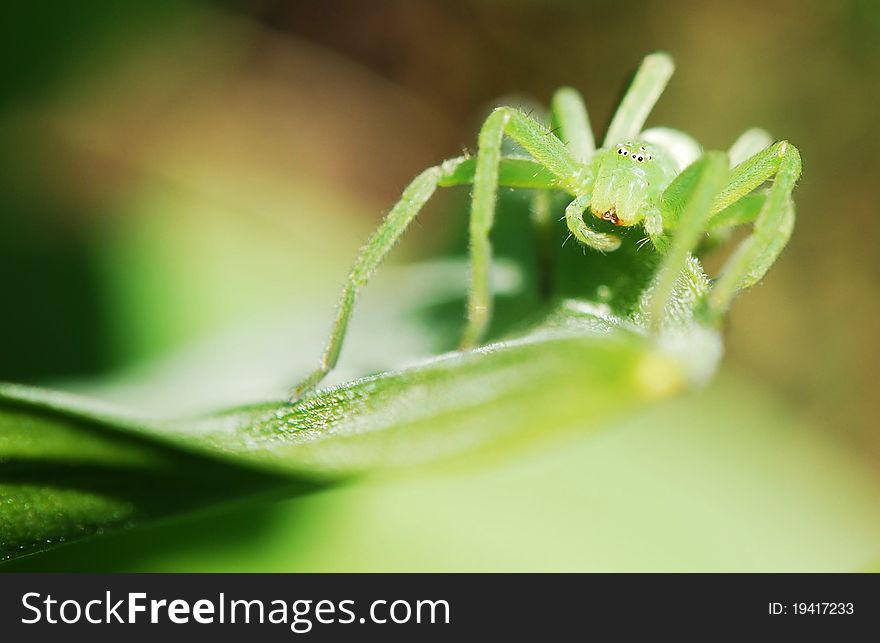 Green spider green hellebore in Spring