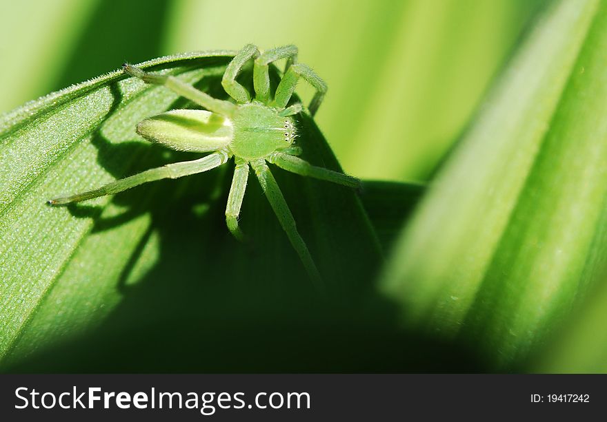 Green spider green hellebore in Spring