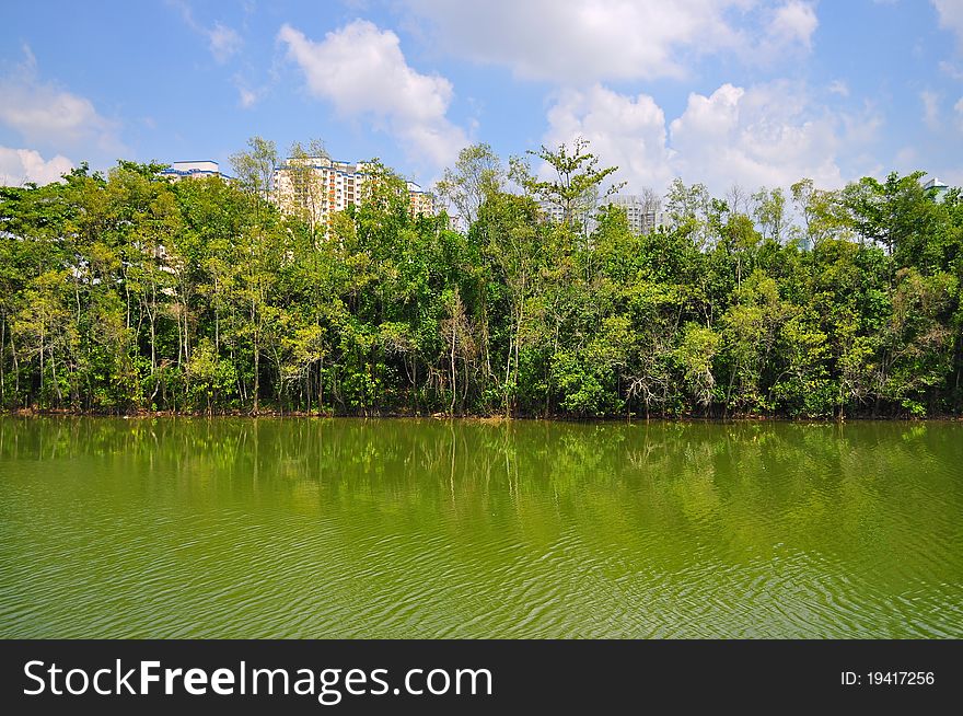 Trees by the river at Sengkang park connector (Singapore), on sunny day, with some apartments behind the trees. Trees by the river at Sengkang park connector (Singapore), on sunny day, with some apartments behind the trees