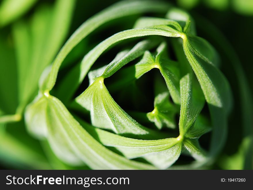 A renewable hellebore in the spring, its leaves