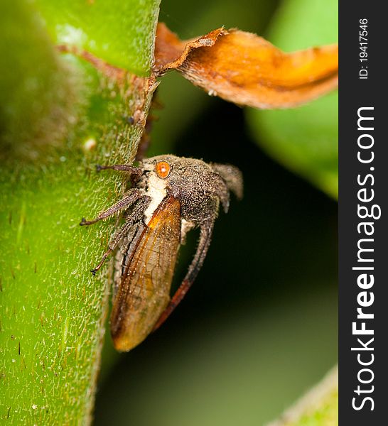 A treehopper in a green bole