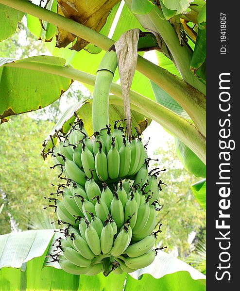 Bananas on a tree of thailand