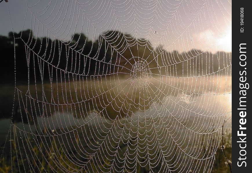 Cobwebs in the morning dewdrop on the grass by the river. Cobwebs in the morning dewdrop on the grass by the river