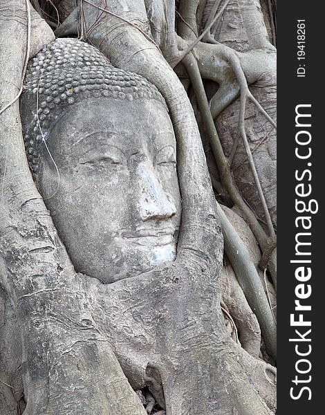 Buddha statue entwined by roots of spiritual tree at Wat Phra Mahathat Ayuthaya