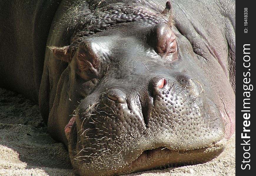 Hippo - Zoo Prague (close-up)