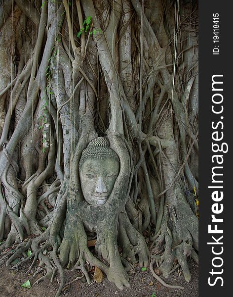 Buddha image head stuck in the tree at old temple,Ayuttaya Thailand. Buddha image head stuck in the tree at old temple,Ayuttaya Thailand