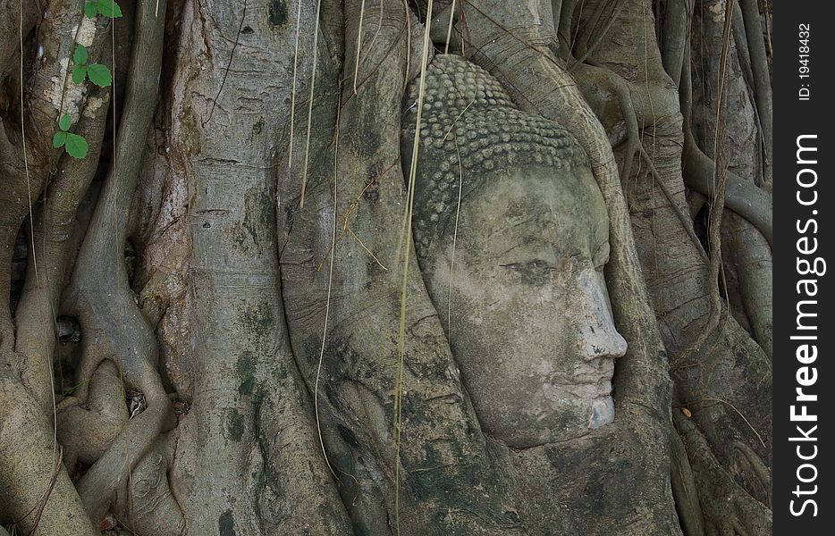 Buddha image head stuck in the tree at old temple,Ayuttaya Thailand. Buddha image head stuck in the tree at old temple,Ayuttaya Thailand