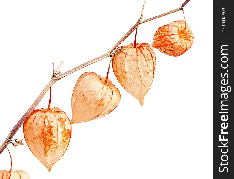 Physalis alkekengi isolated on a white background. Physalis alkekengi isolated on a white background.