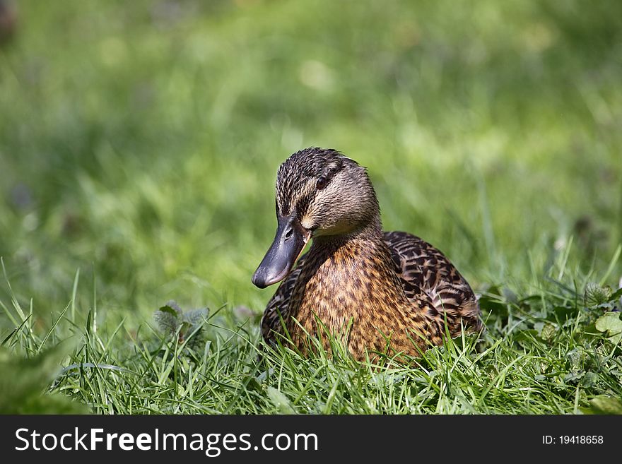 The wild duck lying on the grass.