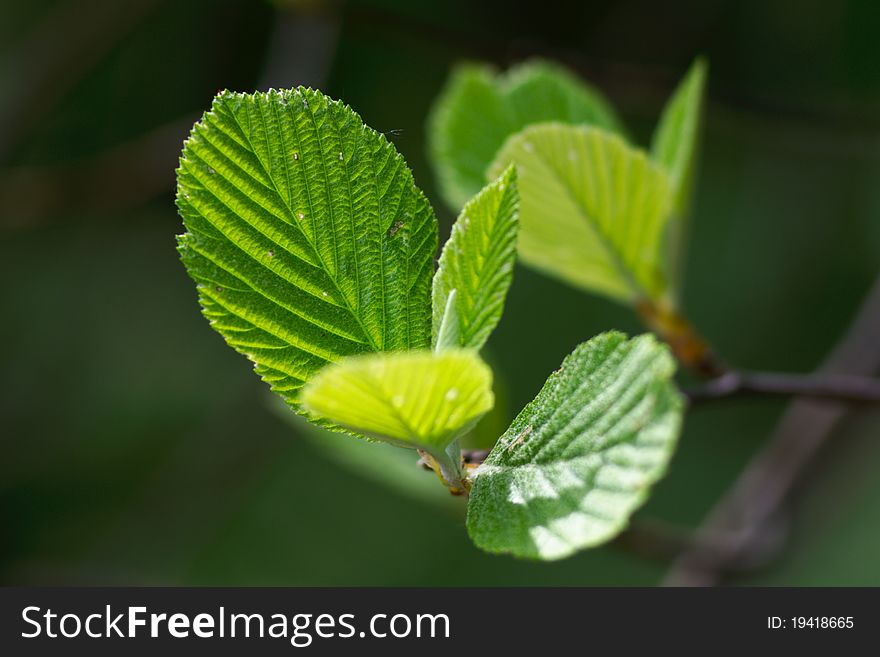 Macro short of fresh green tree leafs. Macro short of fresh green tree leafs