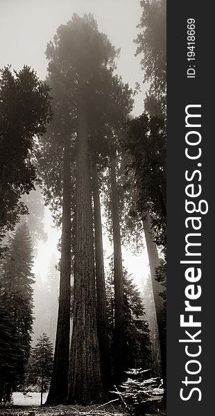 Giant Sequoias in foggy Mariposa Grove - Yosemite National Park. Giant Sequoias in foggy Mariposa Grove - Yosemite National Park