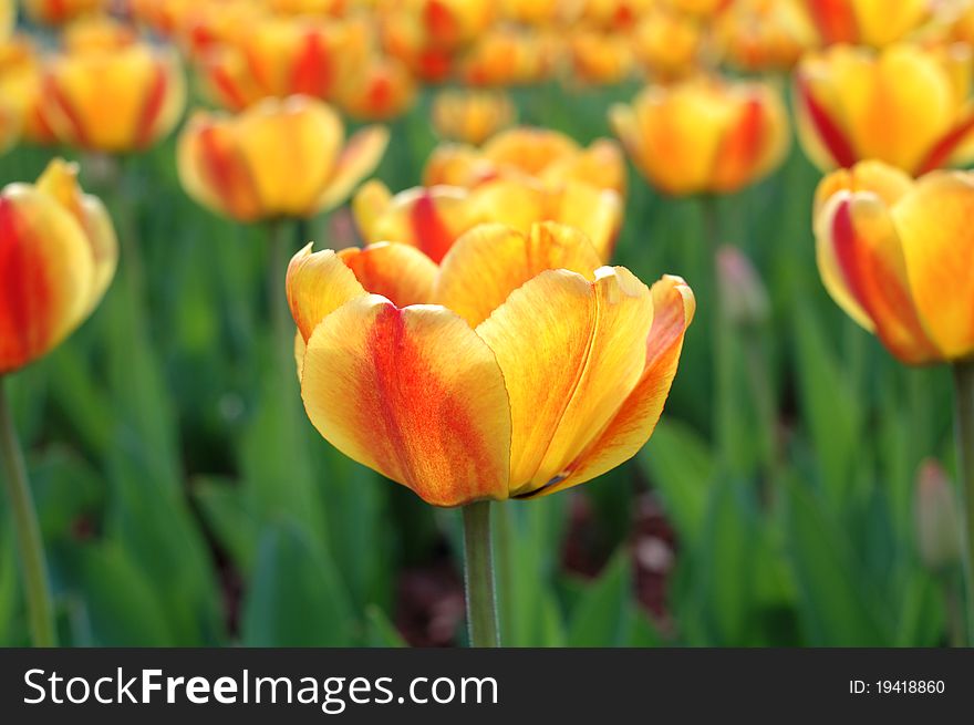 Yellow-red tulip flowers.