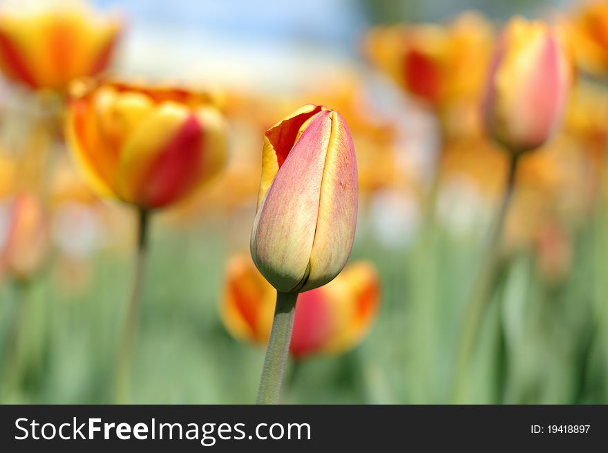 Spring yellow-red tulip flowers on defocused (blurred) background. Spring yellow-red tulip flowers on defocused (blurred) background.