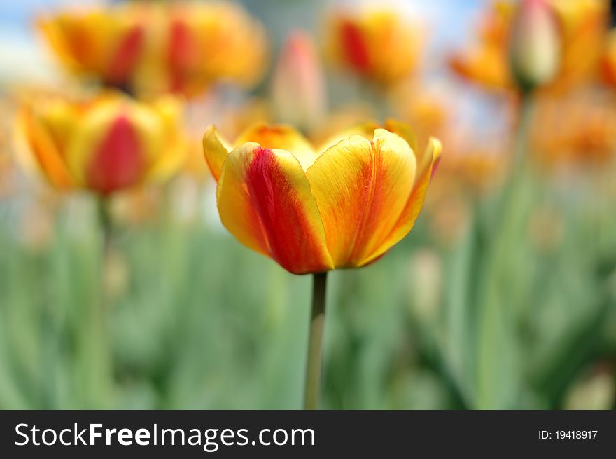 Yellow-red Tulip Flowers.