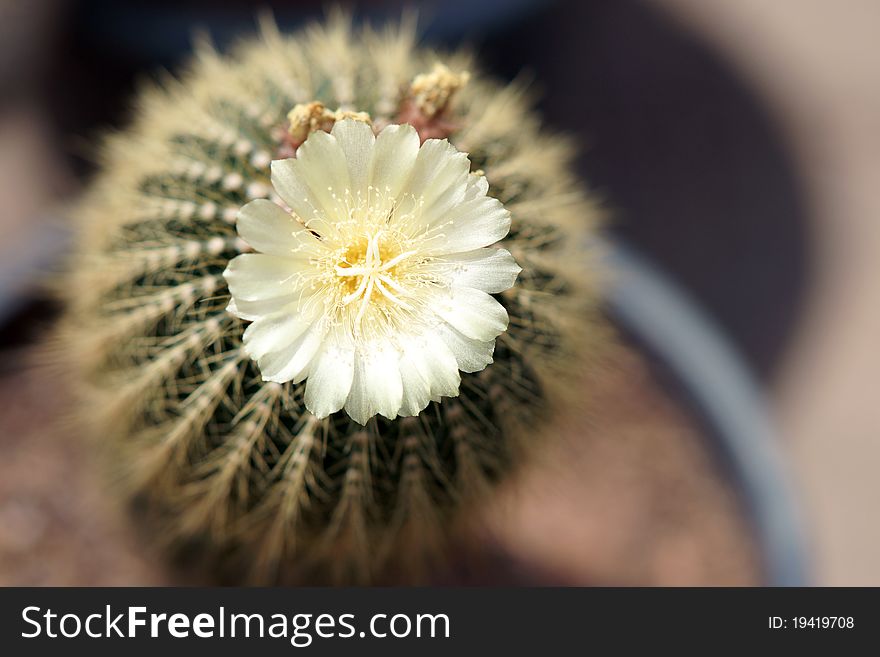 Cactus With Flower