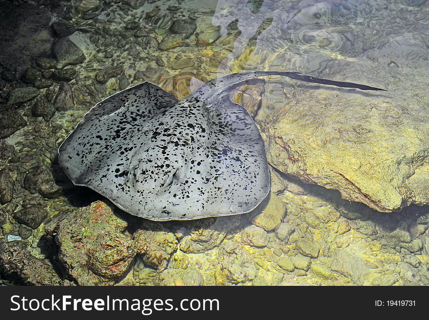 Giant Spotted Stingray