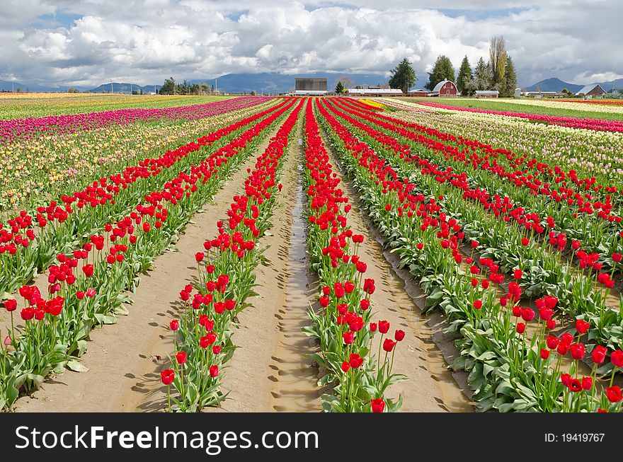 Field of tulips at Skagit, Washington State, America. Field of tulips at Skagit, Washington State, America.