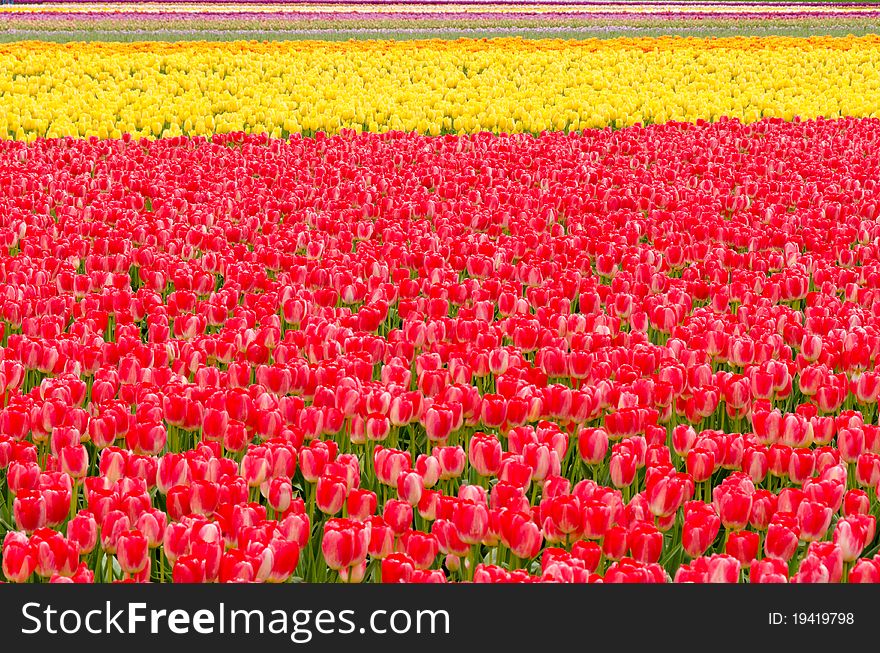 Field of tulips at Skagit, Washington State, America. Field of tulips at Skagit, Washington State, America.