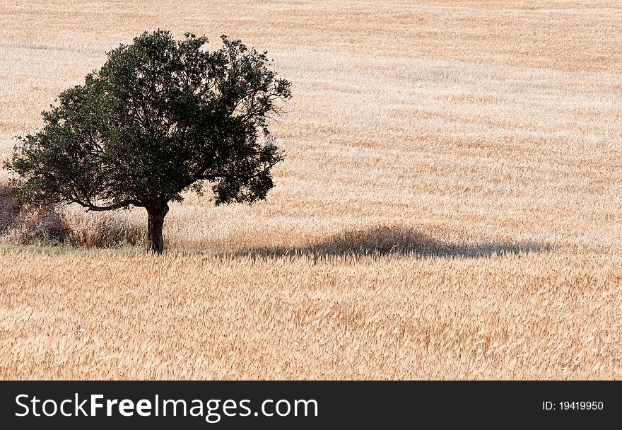 Lonely olive tree on a  wheat field.