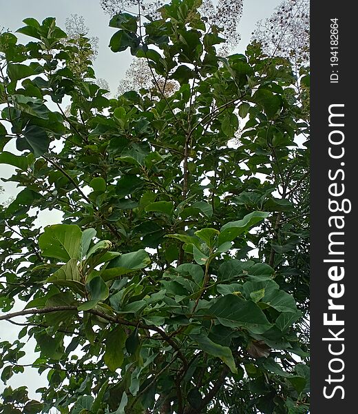 Image of teak tree in india