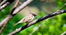 Sparrow On The Branch Stock Photos Sparrow On The Branch Stock Photos