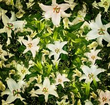 Lilies Background Stock Photography Lilies Background Stock Photography