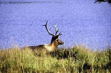 Bull Elk Royalty Free Stock Photo