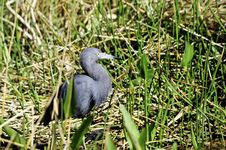 Little Blue Heron Stock Photos Little Blue Heron Stock Photos