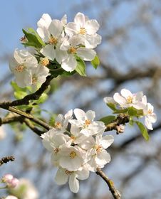 Apple Blossoms Royalty Free Stock Images