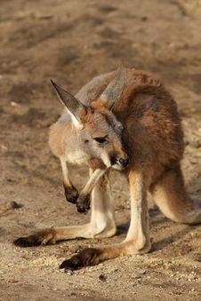 Baby Kangaroo Looking Next To It Royalty Free Stock Photography