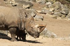 Rhinoceros Stock Image Rhinoceros Stock Image