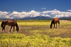 Grazing Stock Images Grazing Stock Images