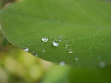 Raindrop On A Leaf Stock Images