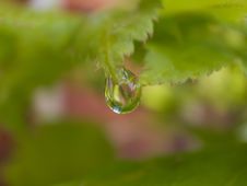 Rain Droplet Hanging From A Leaf Royalty Free Stock Photos