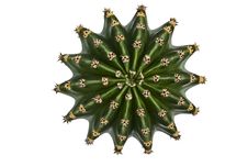 Cactus With A Bird S-eye View. Royalty Free Stock Photos