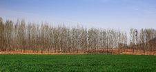Wheat Fields Stock Photo Wheat Fields Stock Photo