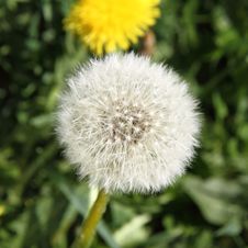 Taraxacum Seedhead Stock Images Taraxacum Seedhead Stock Images