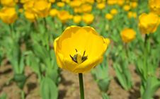 Tulip Yellow Royalty Free Stock Photos