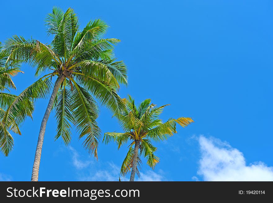 Palm Trees against the sky