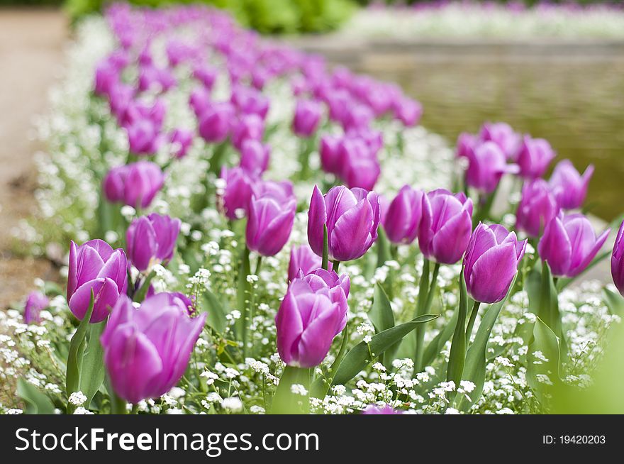 Magenta tulip path of spring