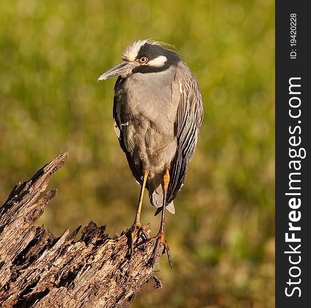 Yellow Crowned Night Heron waking up in the early morning
