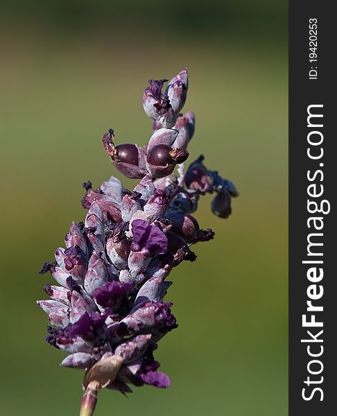 Purple flower with a blurred green background. Purple flower with a blurred green background