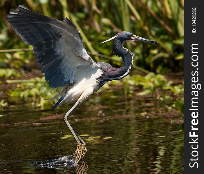 Tricolored heron skimming the water for food